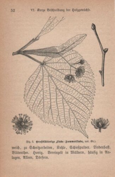 1891 - alter Druck, Holzschnitt - Großblätterige Linde (Sommerlinde)